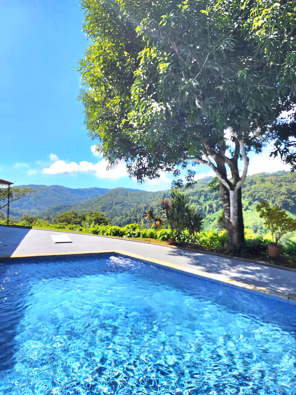 Lovely Ocean view in the Cloud forest jungle