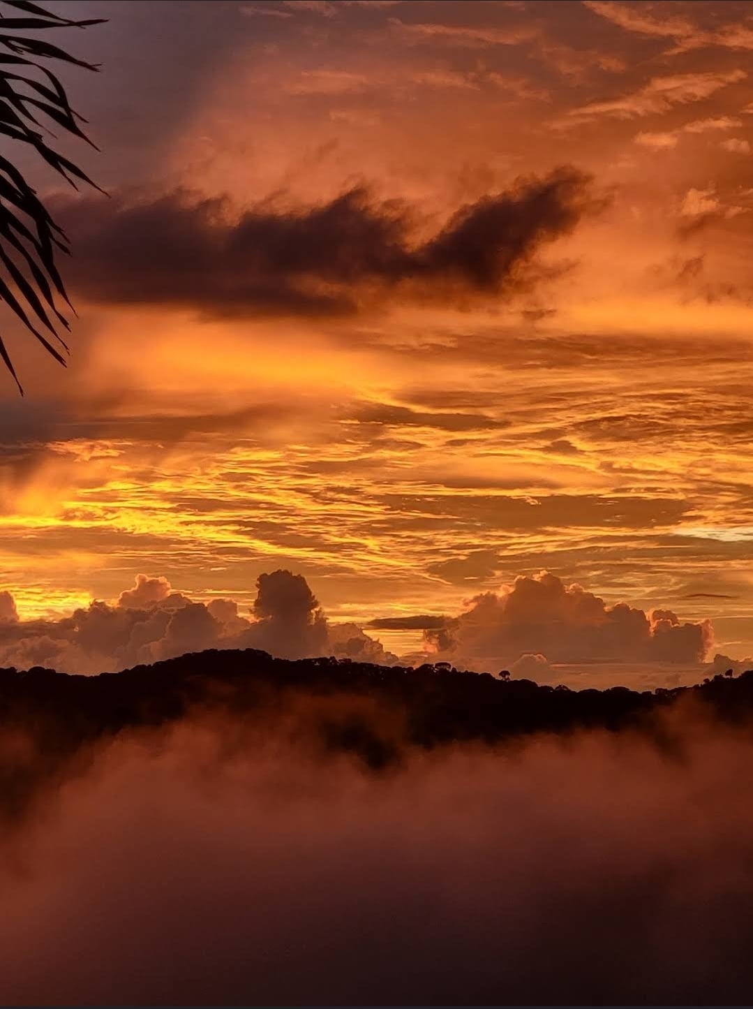 Restorative jungle respite with ocean views