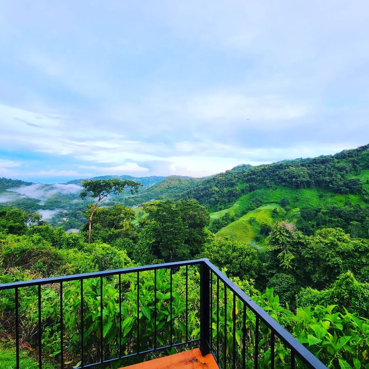 Lovely Ocean view in the Cloud forest jungle