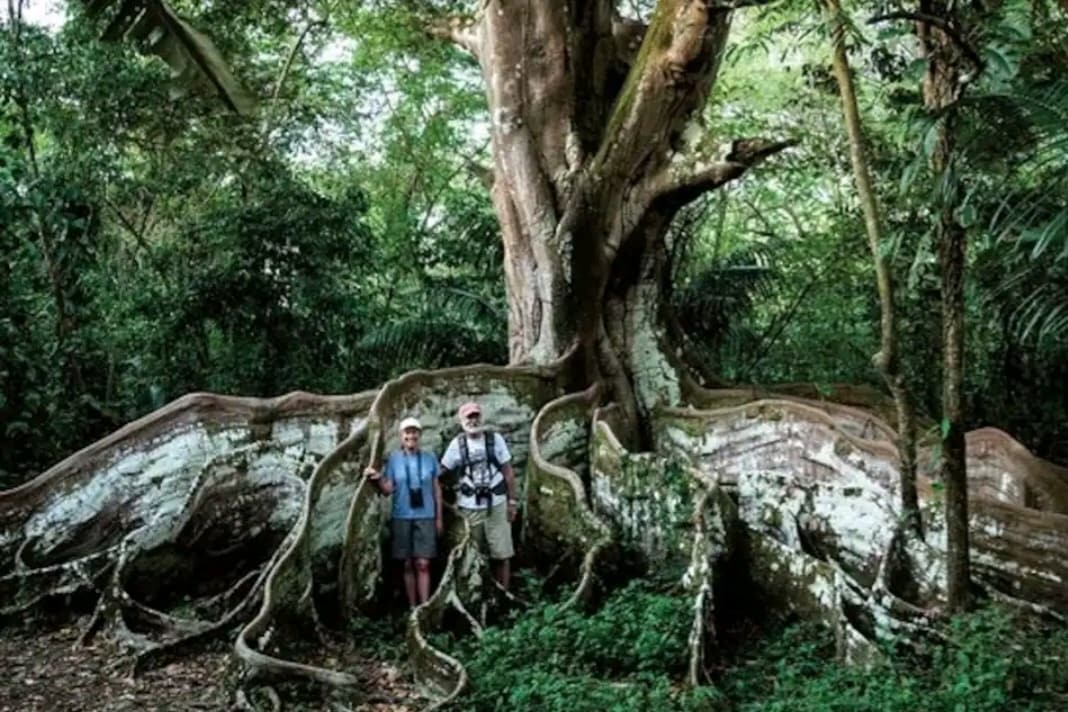 Lovely Ocean view in the Cloud forest jungle