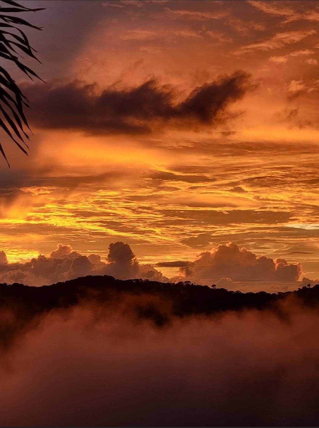 Lovely Ocean view in the Cloud forest jungle