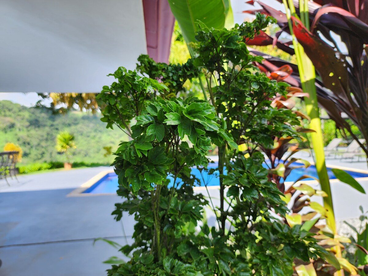 Lovely Ocean view in the Cloud forest jungle