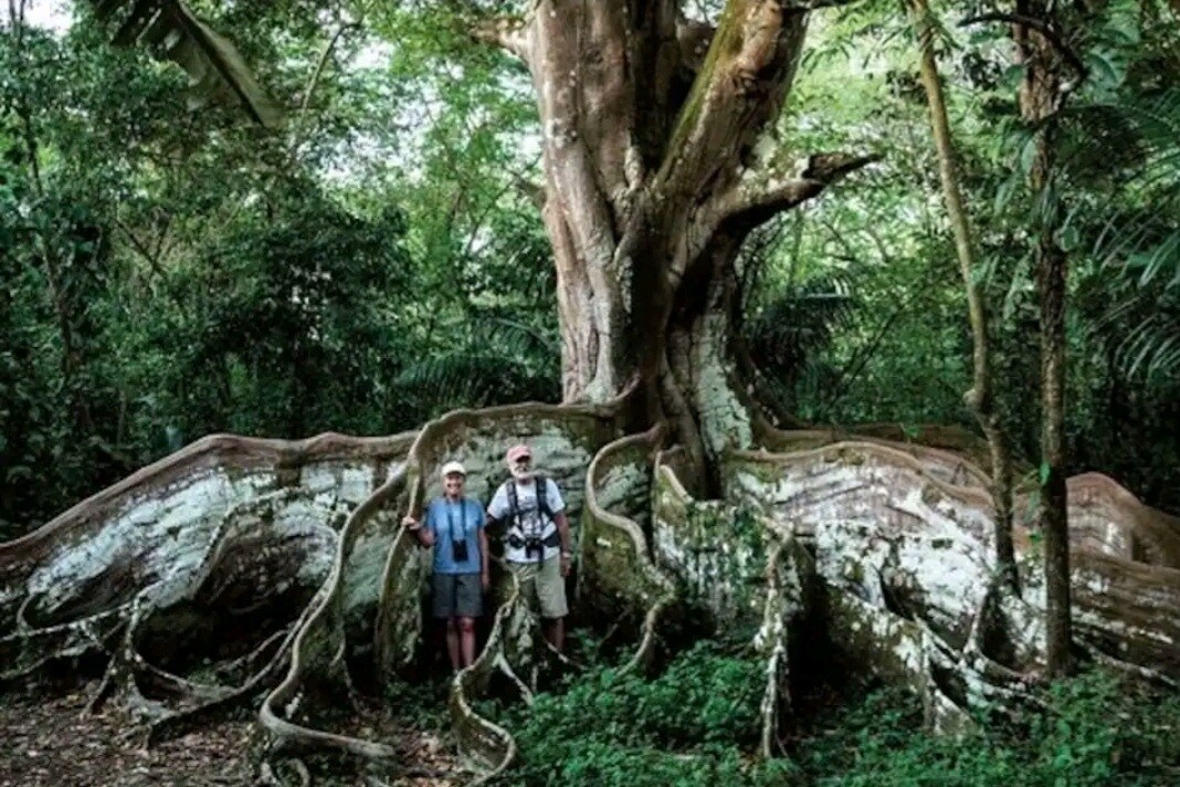 Lovely Jungle Sanctuary W/Ocean View