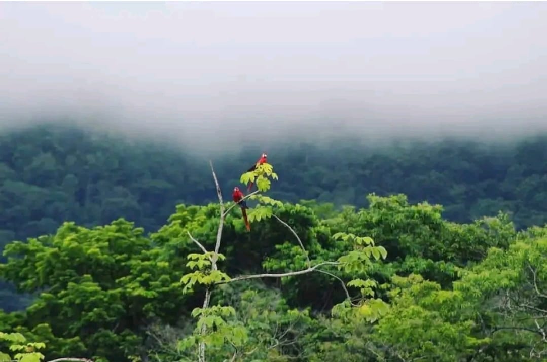 Lovely Rain forest/ocean view in the cloud forest