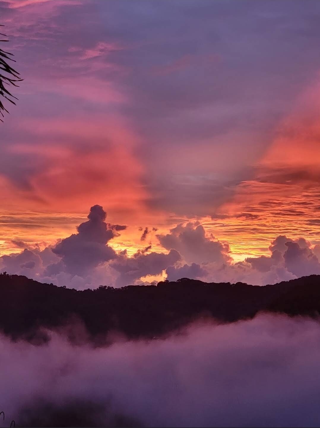 Lovely Rain forest/ocean view in the cloud forest